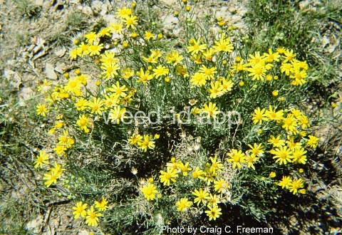 groundsel, threadleaf